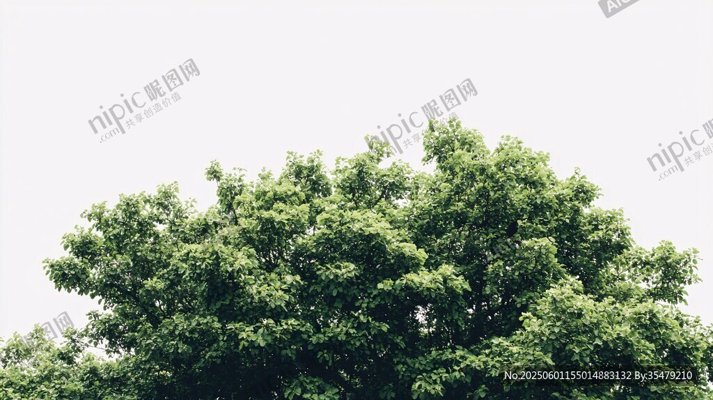 樹冠綠意盎然
