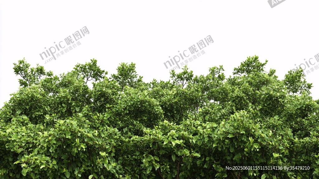 翠綠繁茂的樹冠景象