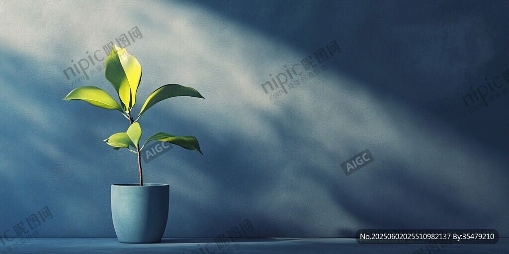 陽光下的盆栽綠植