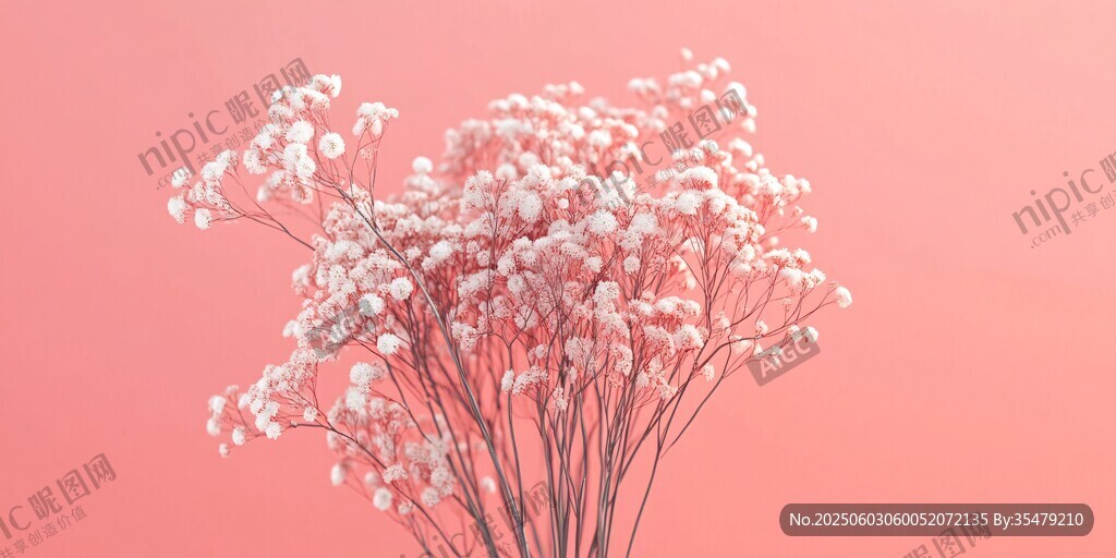 粉色背景下的滿天星花束