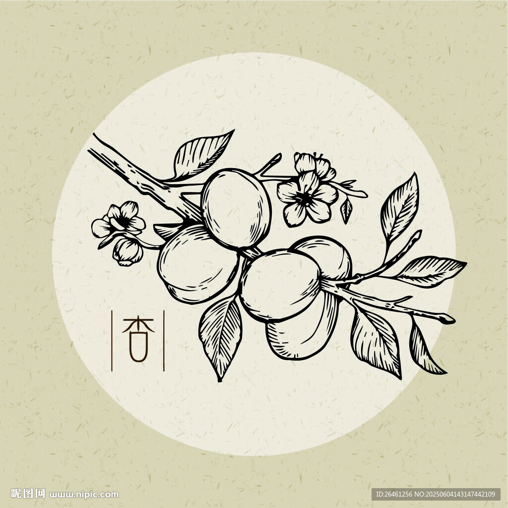 矢量杏花枝頭圖