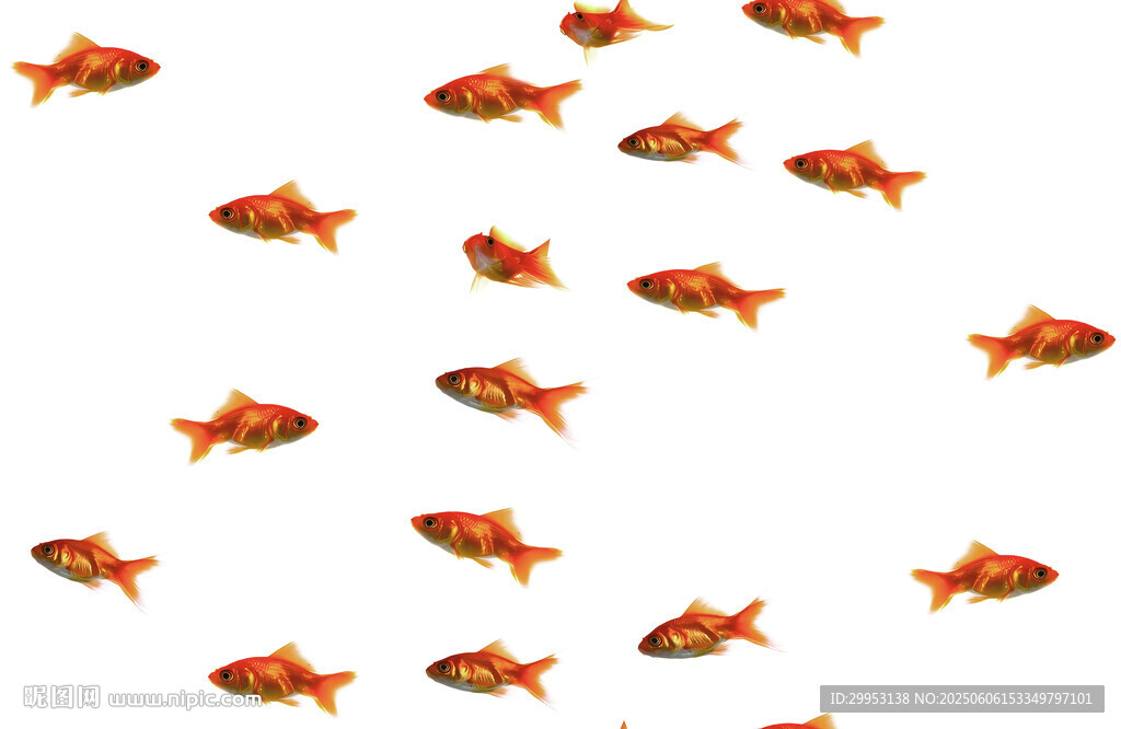 成群紅魚(yú)在游動(dòng)