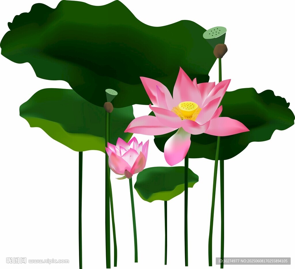 免扣荷花