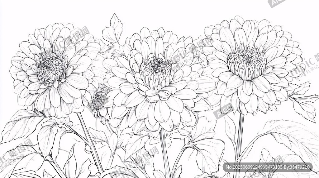 三朵菊花線描花卉圖