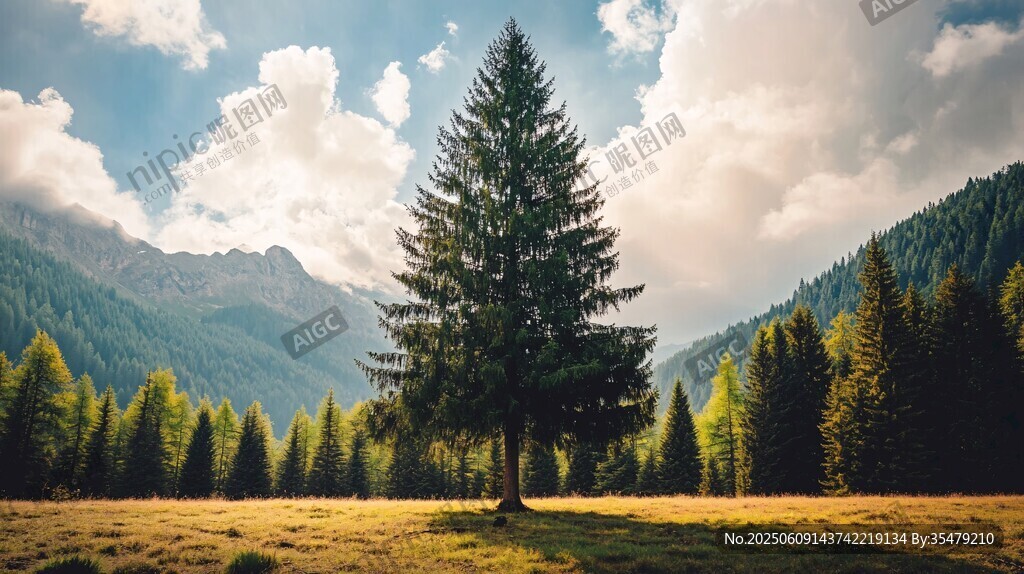 山間孤松 廣袤綠野之景