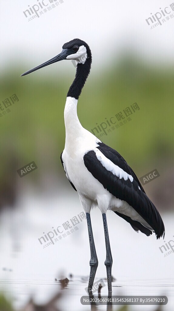 黑白長(zhǎng)嘴鶴立于淺灘
