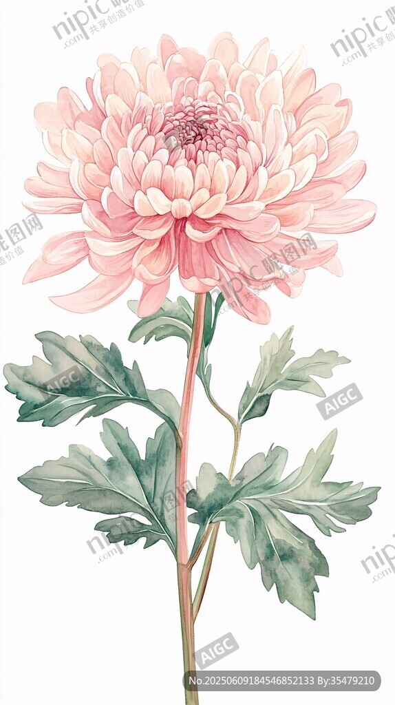 粉色菊花插畫 清新自然風(fēng)