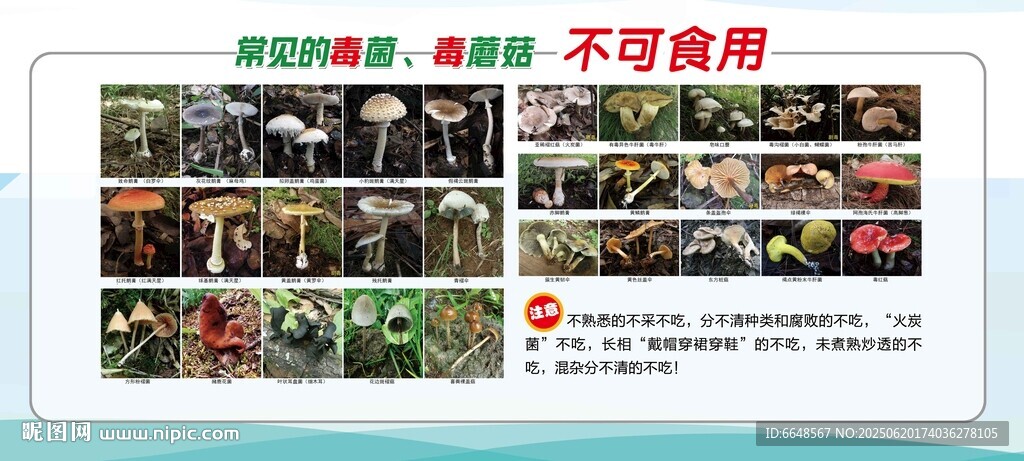 常見毒蘑菇