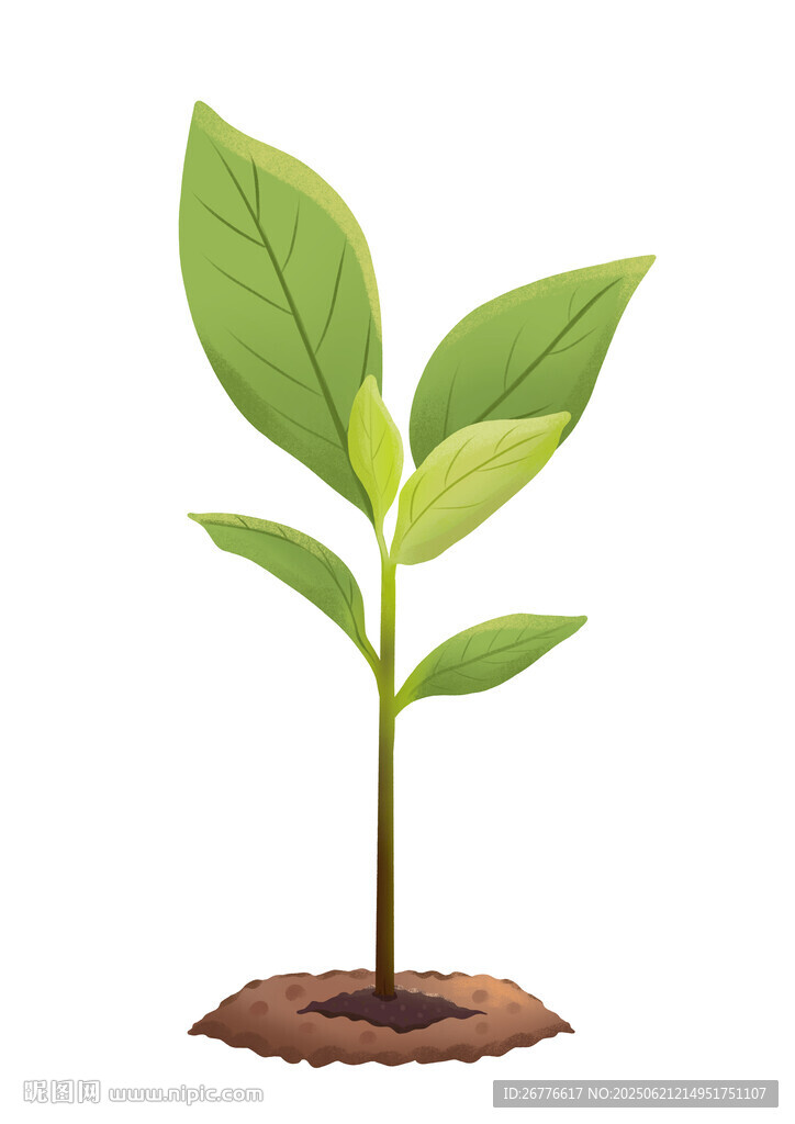 破土而出的嫩綠幼苗