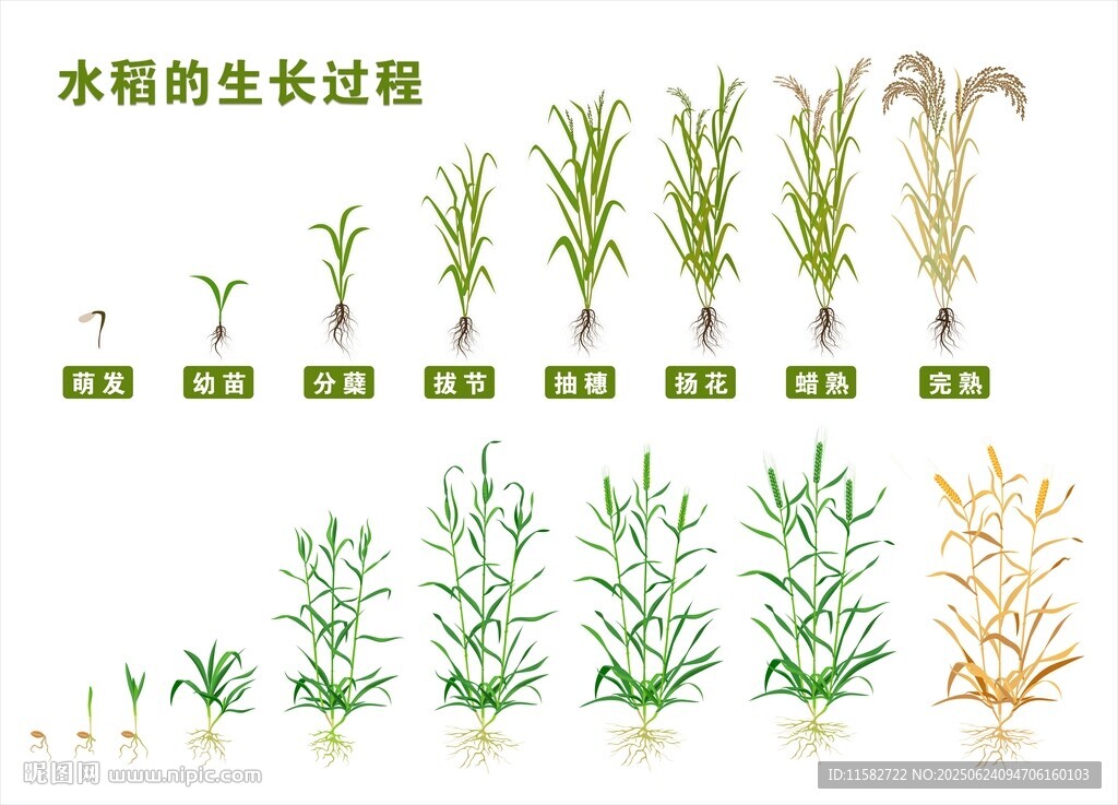 水稻生長(zhǎng)過(guò)程圖示