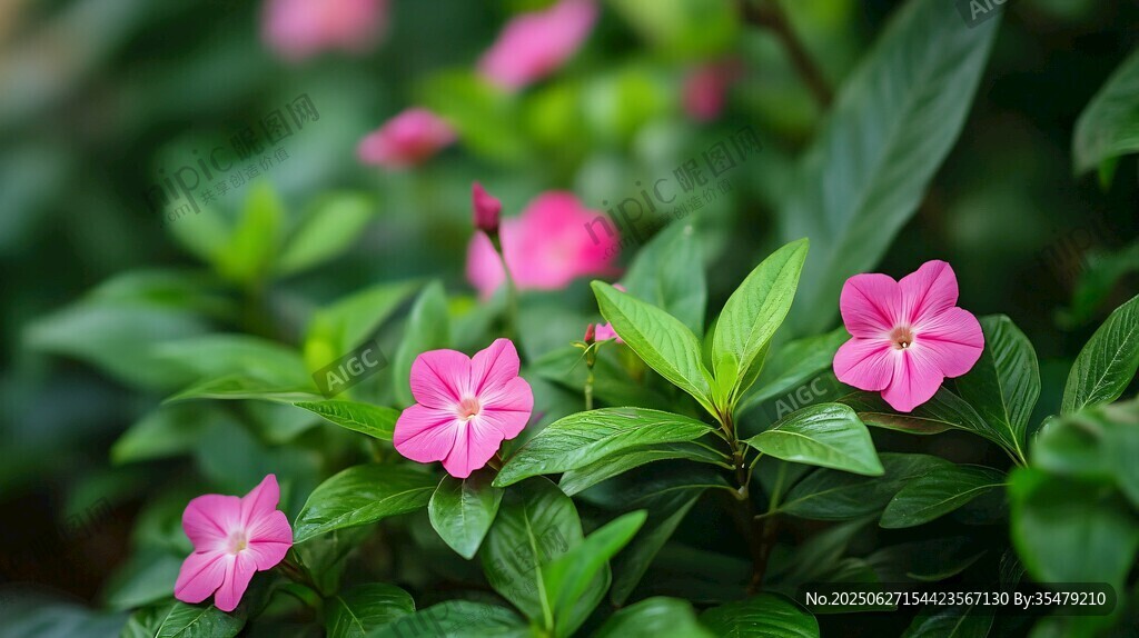 嬌艷長春花 綠葉襯紅花