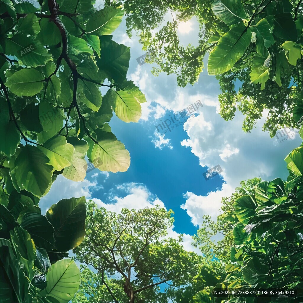 仰望綠蔭間的蔚藍(lán)天空