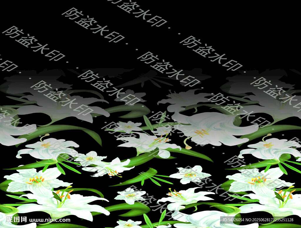 黑色背景上的白色百合花