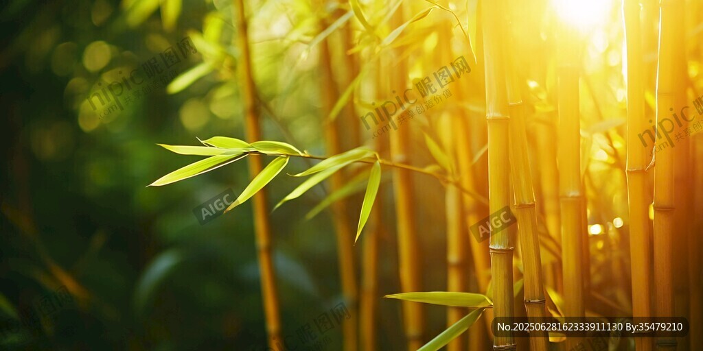 陽光照耀下的翠綠竹林