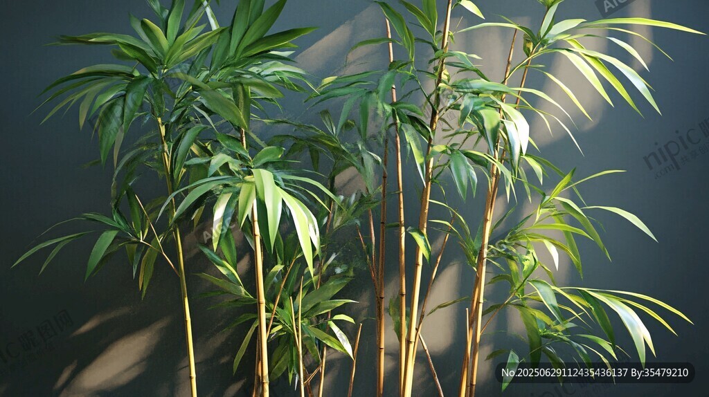 室內(nèi)翠竹展現(xiàn)清新綠意