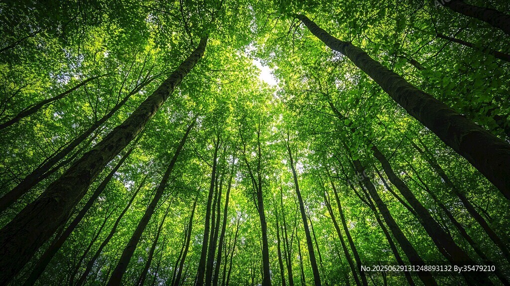 翠綠森林仰視圖