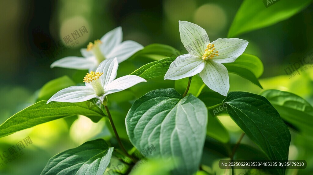素雅白花綻放綠葉間