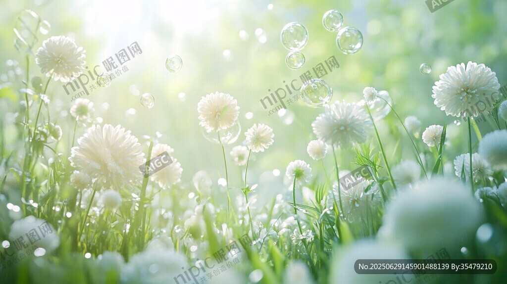 陽(yáng)光下的白色蒲公英花海