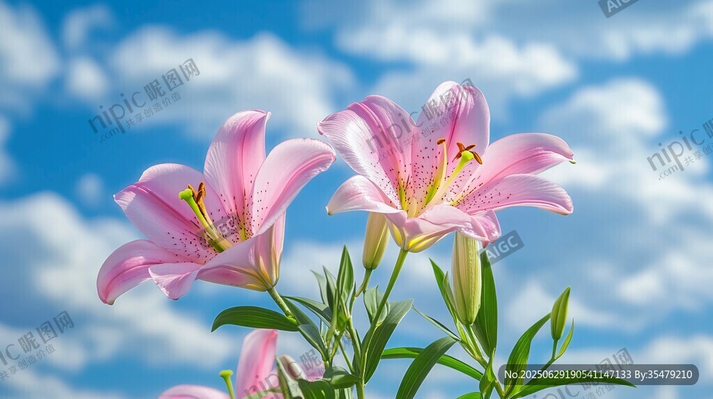 藍天粉百合綻放美景