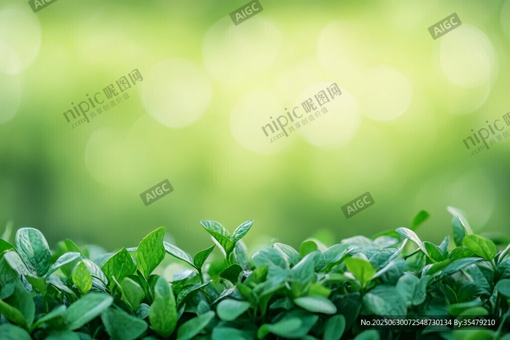 嫩綠葉片的清新自然景致