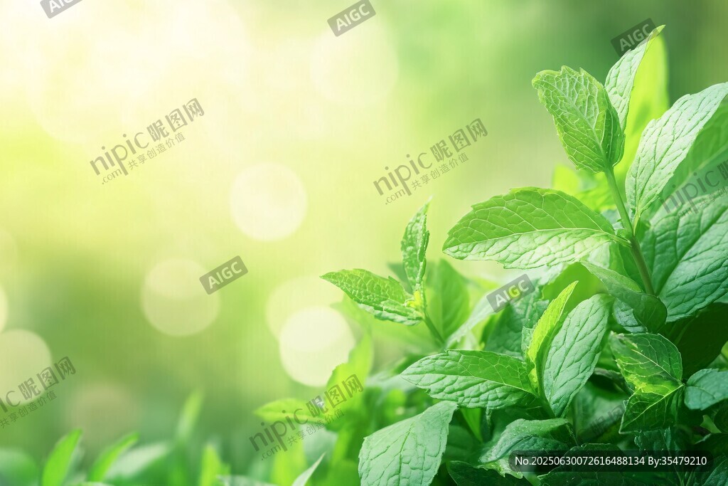 清新薄荷葉 自然綠意景
