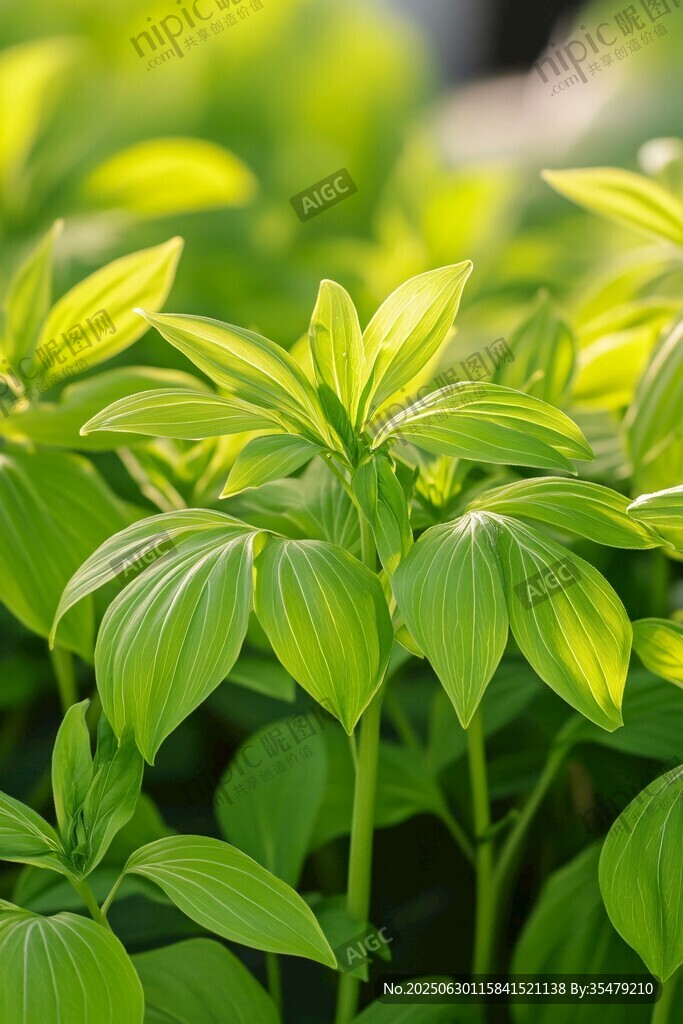 嫩綠葉片的清新植物景觀