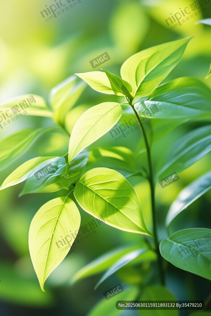 陽光下的嫩綠新葉