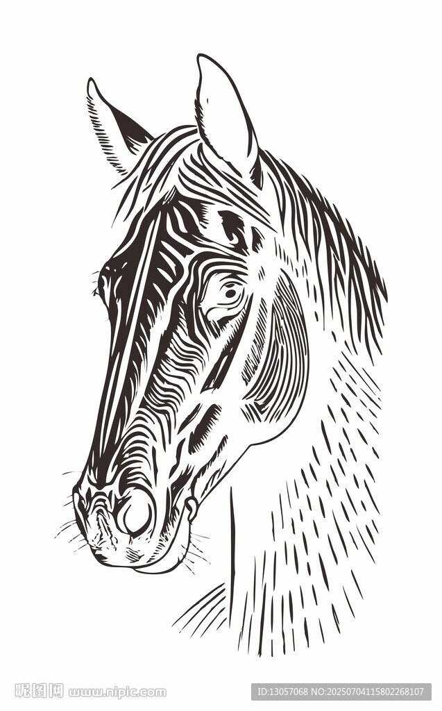 馬頭素描圖