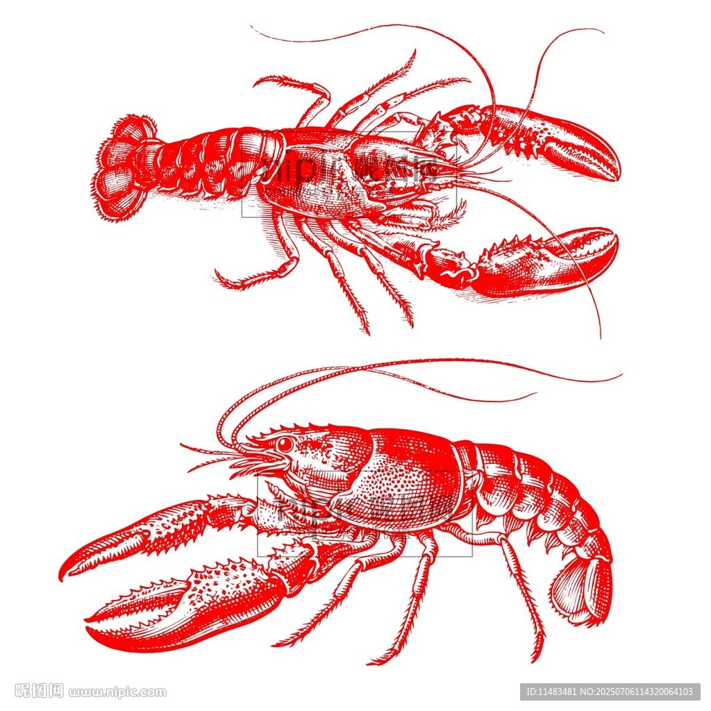 小龍蝦線描剪影