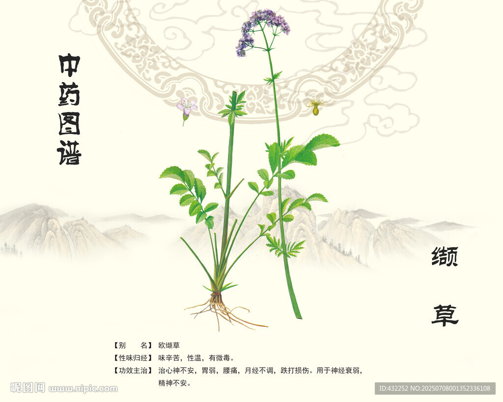 中藥材纈草