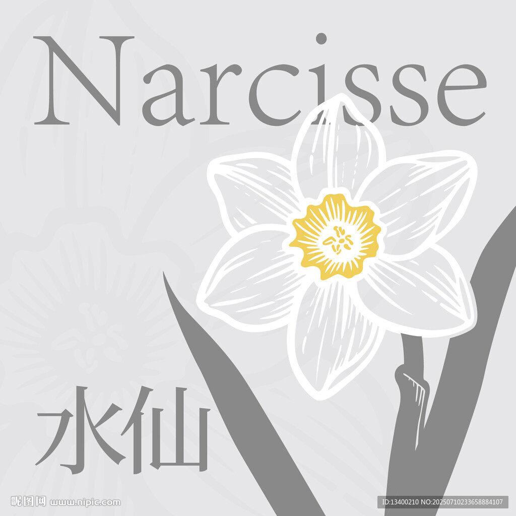 簡約風(fēng)水仙花插畫
