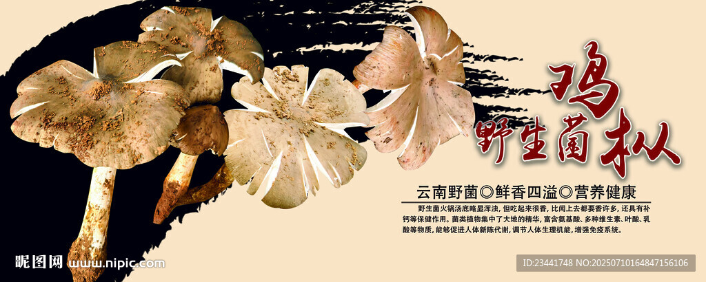 雞樅