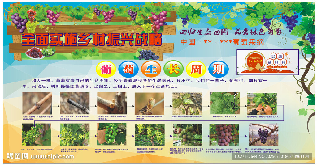葡萄生產(chǎn)周期圖解