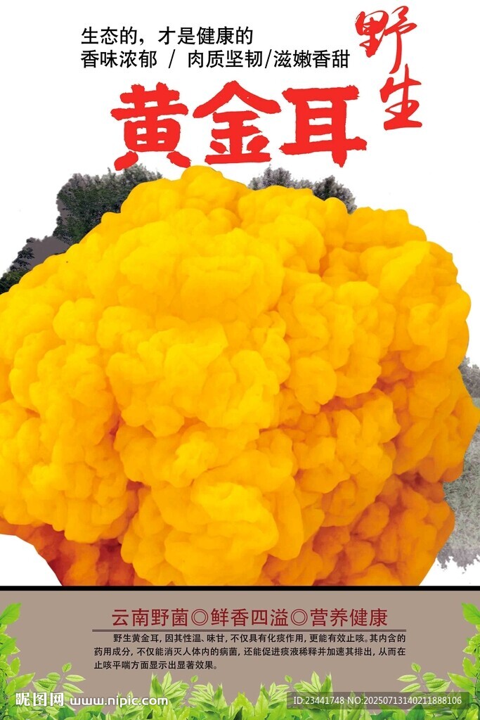 黃金耳
