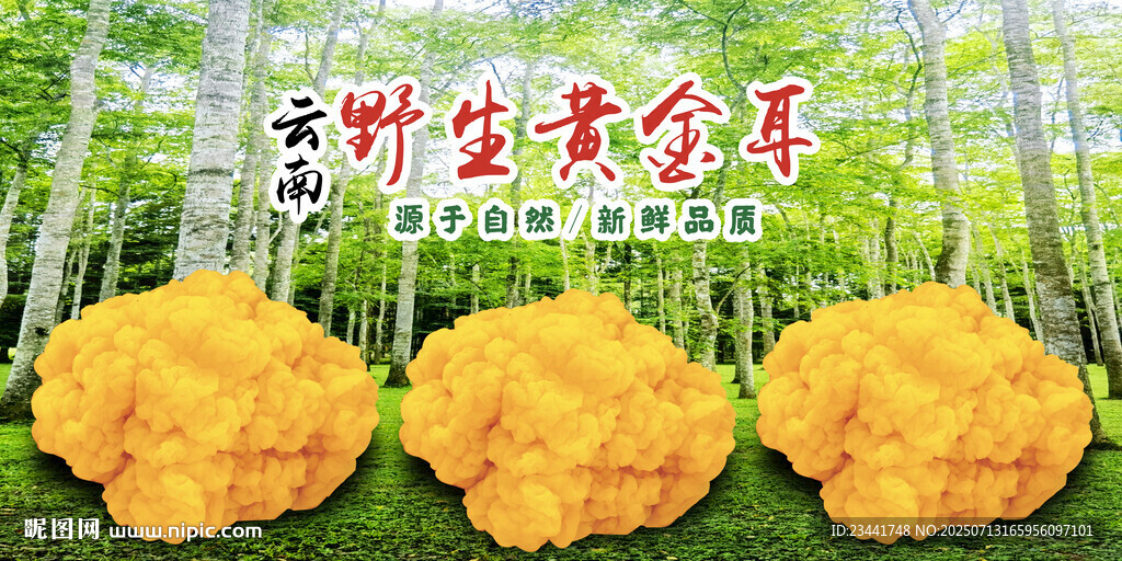  野生黃金耳 