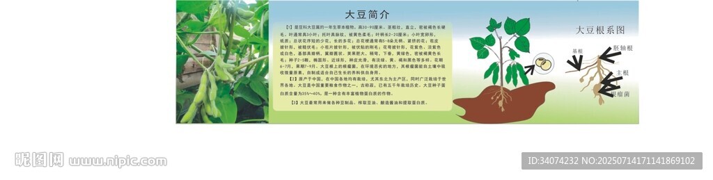 大豆簡(jiǎn)介