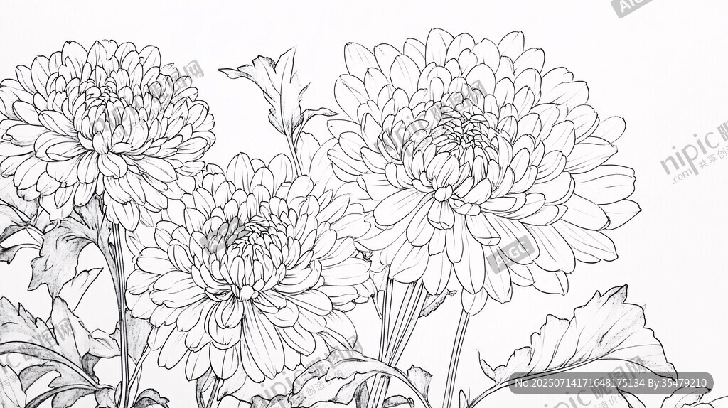 白描菊花花卉線稿圖