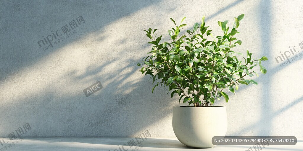 陽(yáng)光下的綠植盆栽