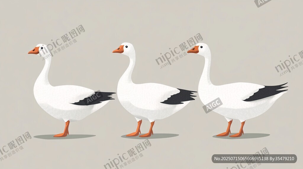 三只白鵝排排站