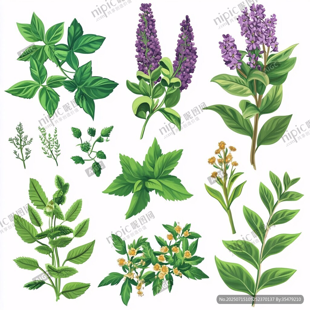 多樣草本植物插畫集合