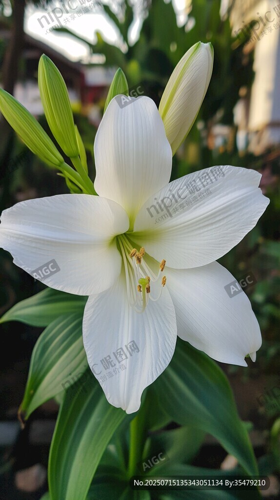 清新白色百合花綻放瞬間