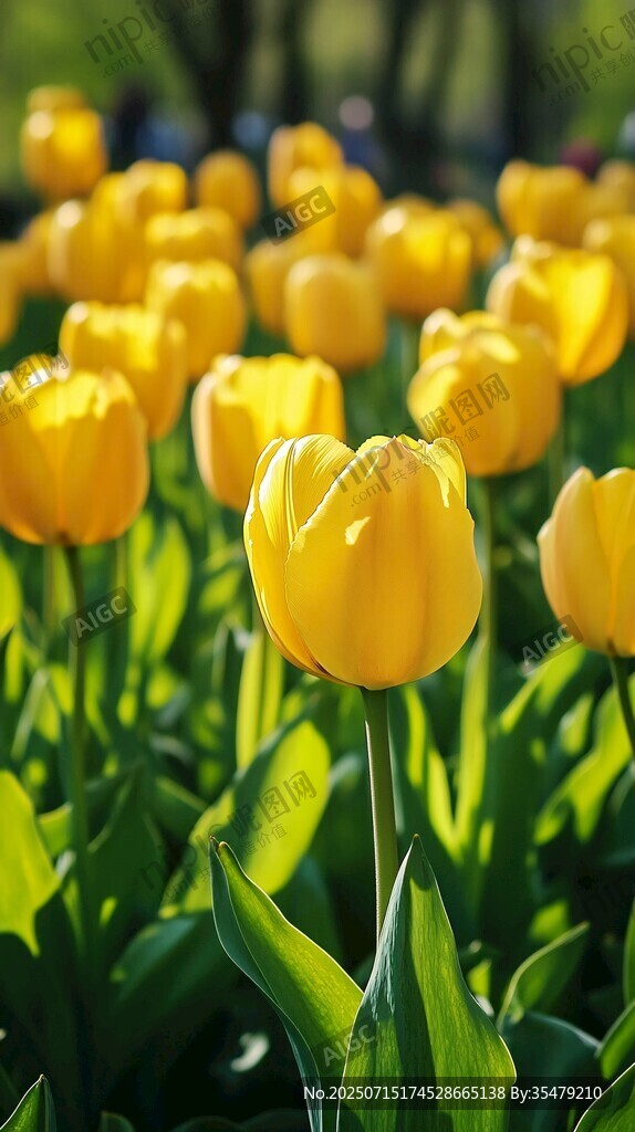 陽(yáng)光下的黃色郁金香花海