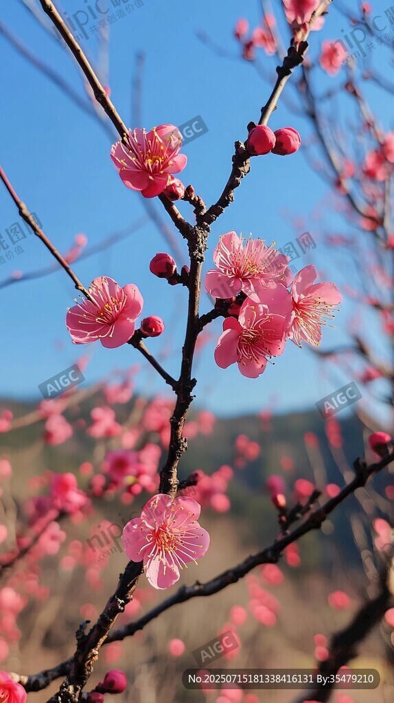 枝頭綻放的嬌艷粉色梅花