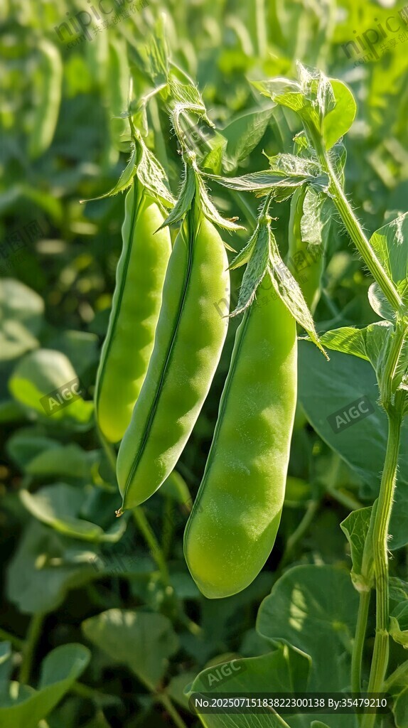 鮮嫩豌豆掛枝頭