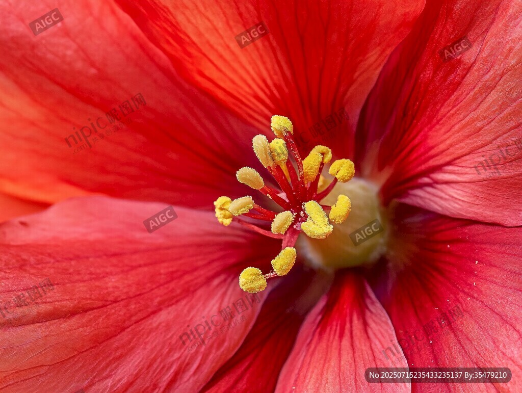 嬌艷紅花特寫