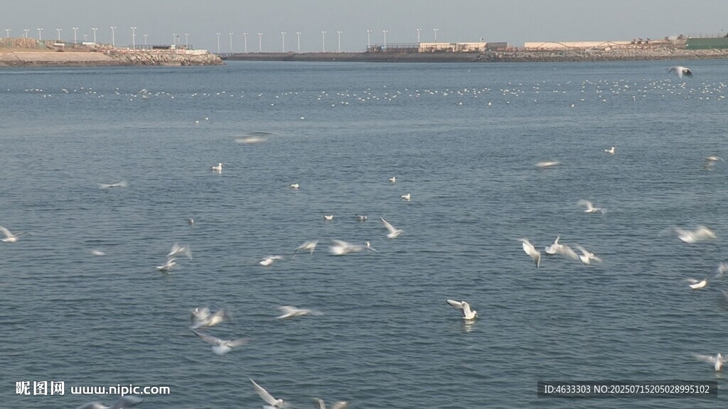 海面群鳥飛翔的美麗景象