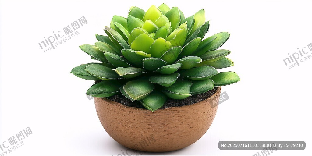 翠綠多肉植物 簡(jiǎn)約陶盆盛放