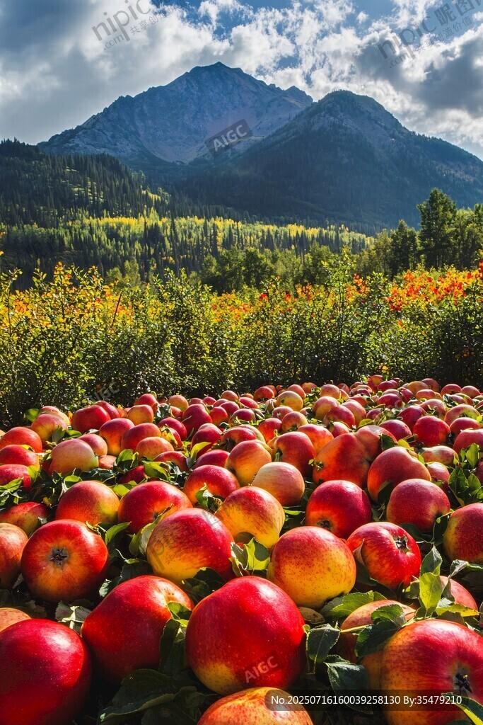 山間紅蘋果的豐收美景
