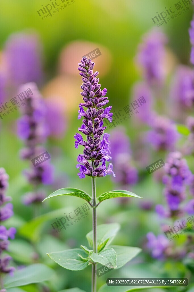 紫色鼠尾草特寫花卉美景