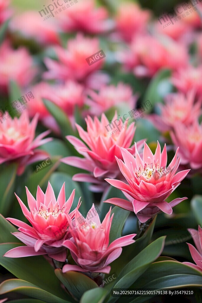 嬌艷盛開的粉色鳳梨花